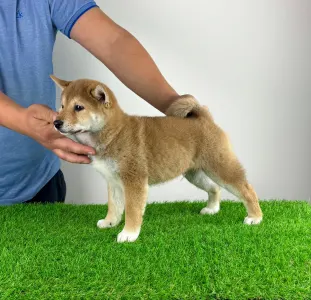Shiba - Ilfov