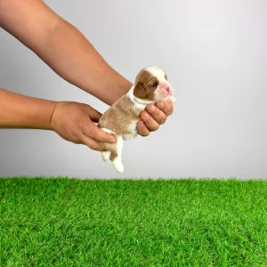 Cavalier King Charles Spaniel - Frida