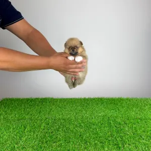 Szpic miniaturowy - Rini