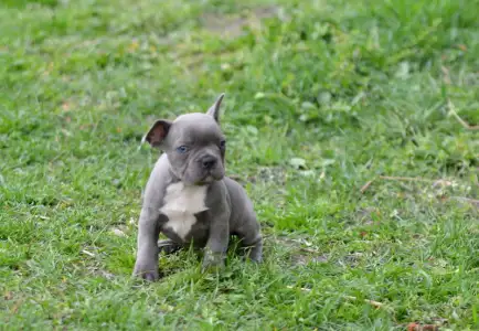 Bouledogue français - Montclair