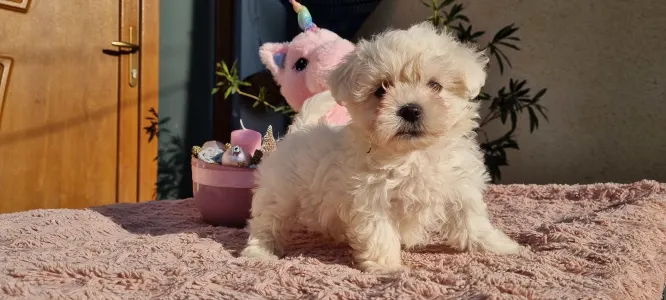 Maltipoo - Holly