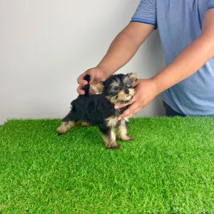 Yorkshire Terrier - Dora
