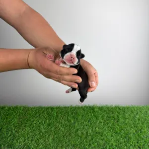 Boston terier - Girly