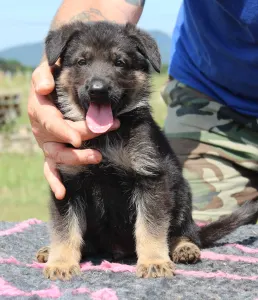 German Shepherd Dog - Venom