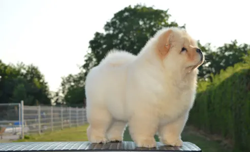 Chow Chow - Balcsi Hyper-super