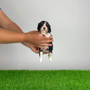 Cavalier King Charles Spaniel - Marie