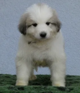 Pyrenean Mountain Dog - Candybelldream Egon