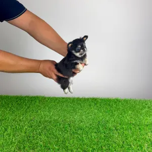 Chihuahua - Lillemor