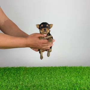 Jorkšírský teriér - Verdi