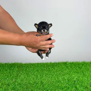 Chihuahua - Fatima