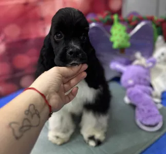 Amerikai cocker spániel - Psycho