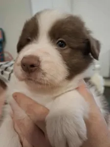 Border collie - Maldiv