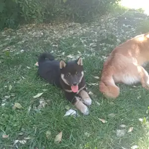 Shiba - Scamp Crowd Freyja