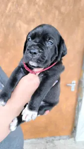 Cane Corso - Desi