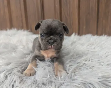 Bulldog francese - Greta