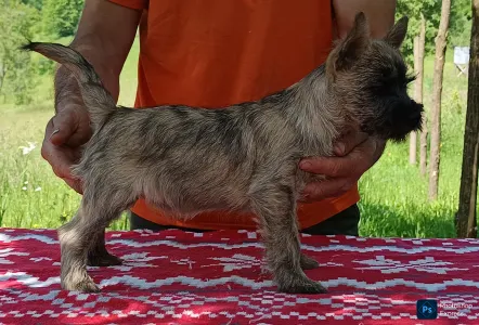 Cairn Terrier - Gilia