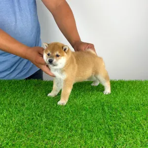 Shiba Inu - Sachi