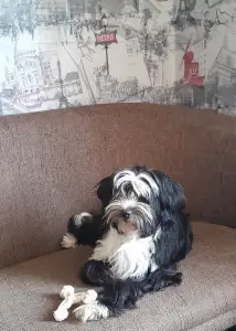 Terier tybetański - Josephine 