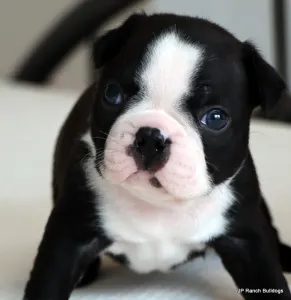 Boston Terrier - Elliot On Hold