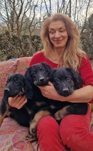 Hovawart - Buda Side Carmen Christmas 