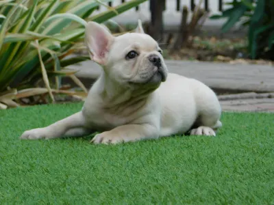 French Bulldog - Zoé 