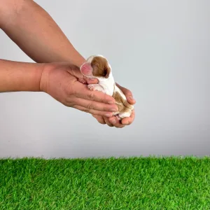 Cavalier King Charles Spaniel - Joy