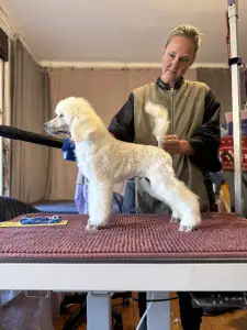 Grosspudel - White Boy