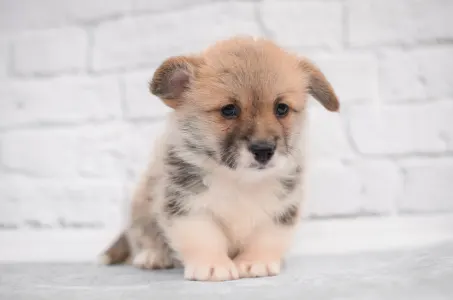 Welsh Corgi Pembroke - Sun Shine Mendenhall