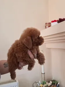 Caniche Toy - Pudel Toy M