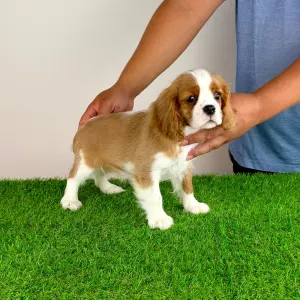 Cavalier King Charles Spaniel - Tanja