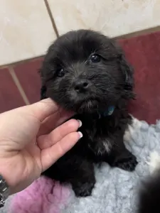 Bolończyk kolorowy - Arkadij