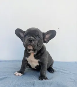Francia bulldog - Arthur