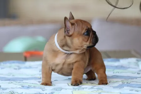 Französische Bulldogge - Ultron