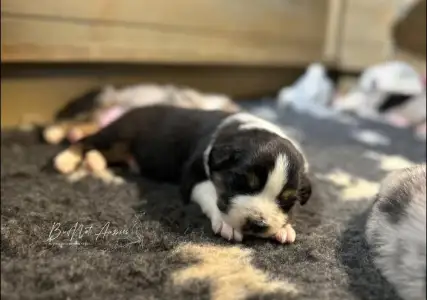 Australian Shepherd - Budnat Aussies Golden Graffiti Girl  " Graffiti"