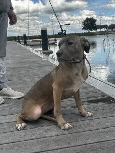 Cane Corso Italiano - Carmen