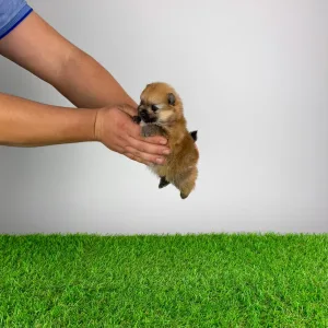 German Pomeranian Spitz - Qually