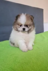 German Pomeranian Spitz - Panda 