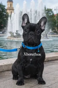 French Bulldog - Xherathos