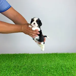 Cavalier King Charles Spaniel - Shaby