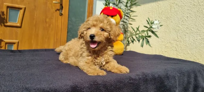Caniche Toy - Odin