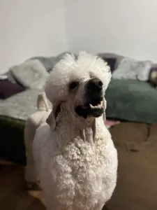 Caniche Grand - James