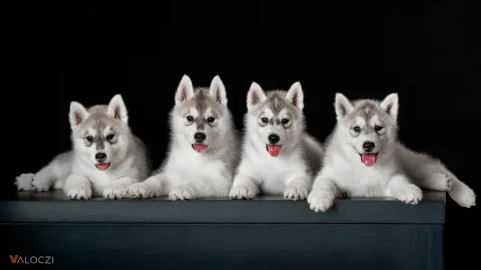 Szibériai husky - Saint Michael Island Born To Be Mine