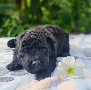 Mudi - White Pörgelóci Jóság