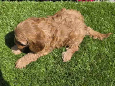 Cavapoo - Jasmin