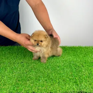 Pomeranian - Texus