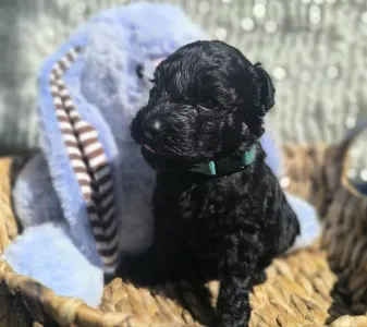 Terrier Kerry Blue - Badacsonyalja Dorian Blue Prince – Szeretettel Nevelt Kerry Blue Terrier Kan