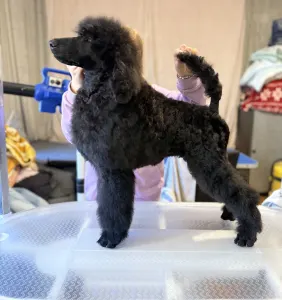 Grosspudel - Black Girl