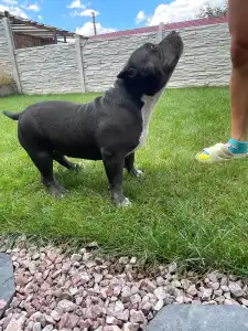 American Bully - Pocket - Tiki