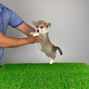 Welsh Corgi Pembroke - Robelly 
