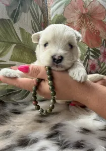West Highland White Terrier - Buddy